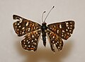 Palmer's Metalmark Megan McCarty26. jpg