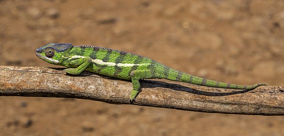 Panther chameleon Furcifer pardalis ♂ Madagascar