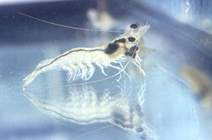 Whiteleg shrimp, Litopenaeus vannamei (Dendrob...