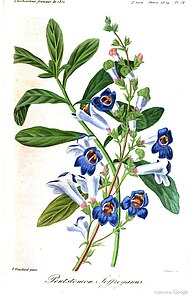 Penstemon