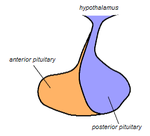 Pituitary gland representation.PNG