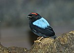 Praktmanakin (Chiroxiphia pareola)