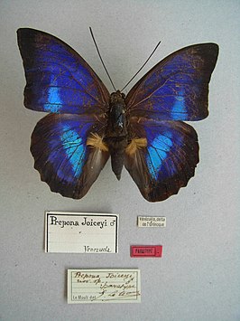 Prepona joiceyi