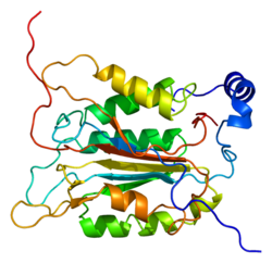 Protein CASP1 PDB 1bmq.png