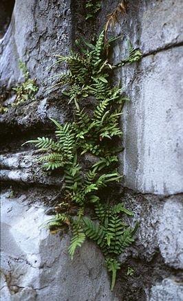 Pteris vittata