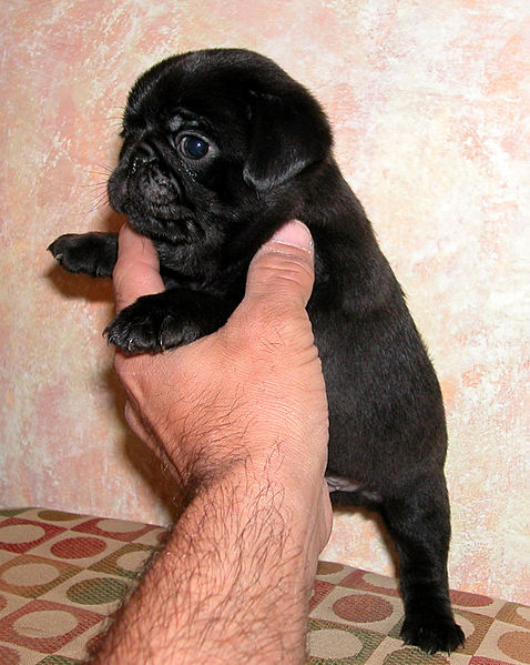 File:Puglet2.jpg