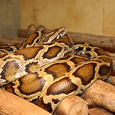 Python molurus