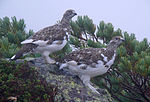 Two grouses with white lower part and brown upper part.