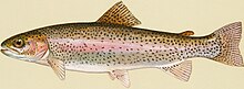 The rainbow trout is an invasive species in many ecosystems. Rainbow Trout.jpg
