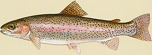 Rainbow trout