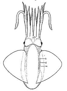 Reconstruction of trachyteuthis hastiformis.jpg