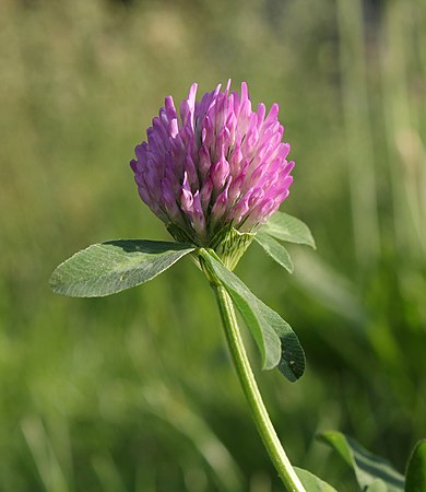 紅菽草（學名：Trifolium pratense），攝於烏克蘭。