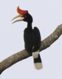 Носорог Hornbill.tif