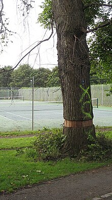 Diseased elm ringbarked to slow down transmission before felling. Ringbarked elm, The Meadows - geograph.org.uk - 958758.jpg