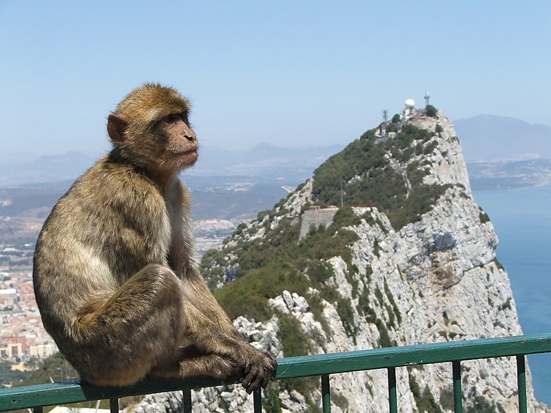 Barbary Ape on the Rock of Gibraltar