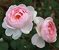 Rosa 'Scepter'd Isle', Austin 1989. Cruce de 'Wife of Bath' x 'Heritage'