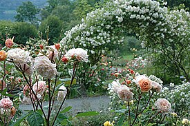 Flower garden in Norway, Arboretum in Bergen Rosariet arboretet.jpg