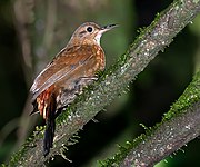 Rufous-breasted leaftosser