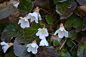 Shortia galacifolia