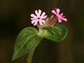 inflorescense, Photo by Kristian Peters