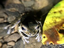 Lone Smilisca sila frog on leaf litter looking up at camera.
