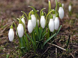 Baltoji snieguolė (Galanthus nivalis)