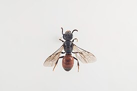 Sphecodes hyalinatus