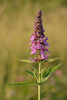 Stachys palustris - soo-nõianõges.jpg