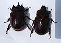 Ox Beetle (male left, female right)