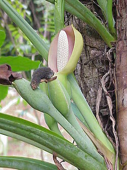 (Syngonium podophyllum)