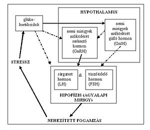 The interrelationship between stress and hormone functions