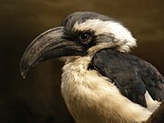 Tockus deckeni (female) -Antwerp Zoo-8.jpg