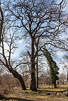 Tree, Ribnitz-Damgarten