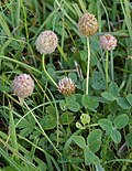 Miniatura para Trifolium fragiferum