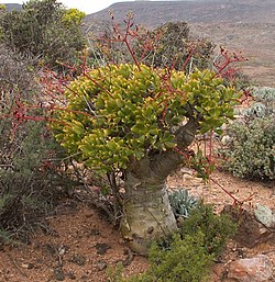 Tylecodon%20paniculatus