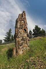 Tronc pétrifié dans le Parc national de Yellowstone aux États-Unis.