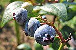 Vaccinium corymbosum Beeren.jpg