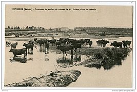 Vaches de course ibériques dans un marais landais