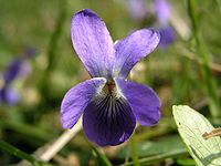 Viola elegantula