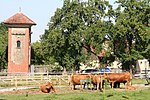 Photos couleur d'un troupeau de vaches rouges, vu de loin dans un pâturage.