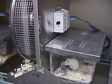 Mouse from the Garland selection experiment with attached running wheel and its rotation counter. Wheel Counter Box 1.jpg