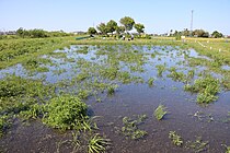 指定地。開花前の水を張った状態。左側の堤防が笹笛川。