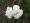 Achillea millefolium, common yarrow, Potawatomi State Park