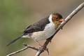 Yellow-billed cardinal, juvenile