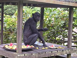 Šimpanzė Gregoire reabilitacijos centre, 2006 m.