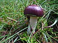 15 – Buckeltäubling (Russula caerulea)