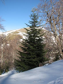 Abies alba1.jpg