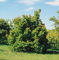 Zdjęcie, w centrum zielone drzewo na tle niebieskiego nieba