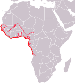 Поширення африканського ламантина