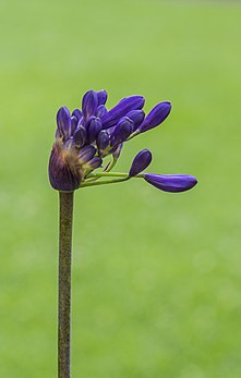 Inflorescence d'agapanthe de cultivar 'Windlebrook'. (définition réelle 2 063 × 3 243)